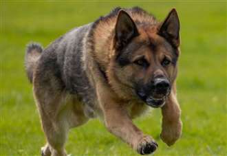 ‘Exceptional’ police dog retires after five years