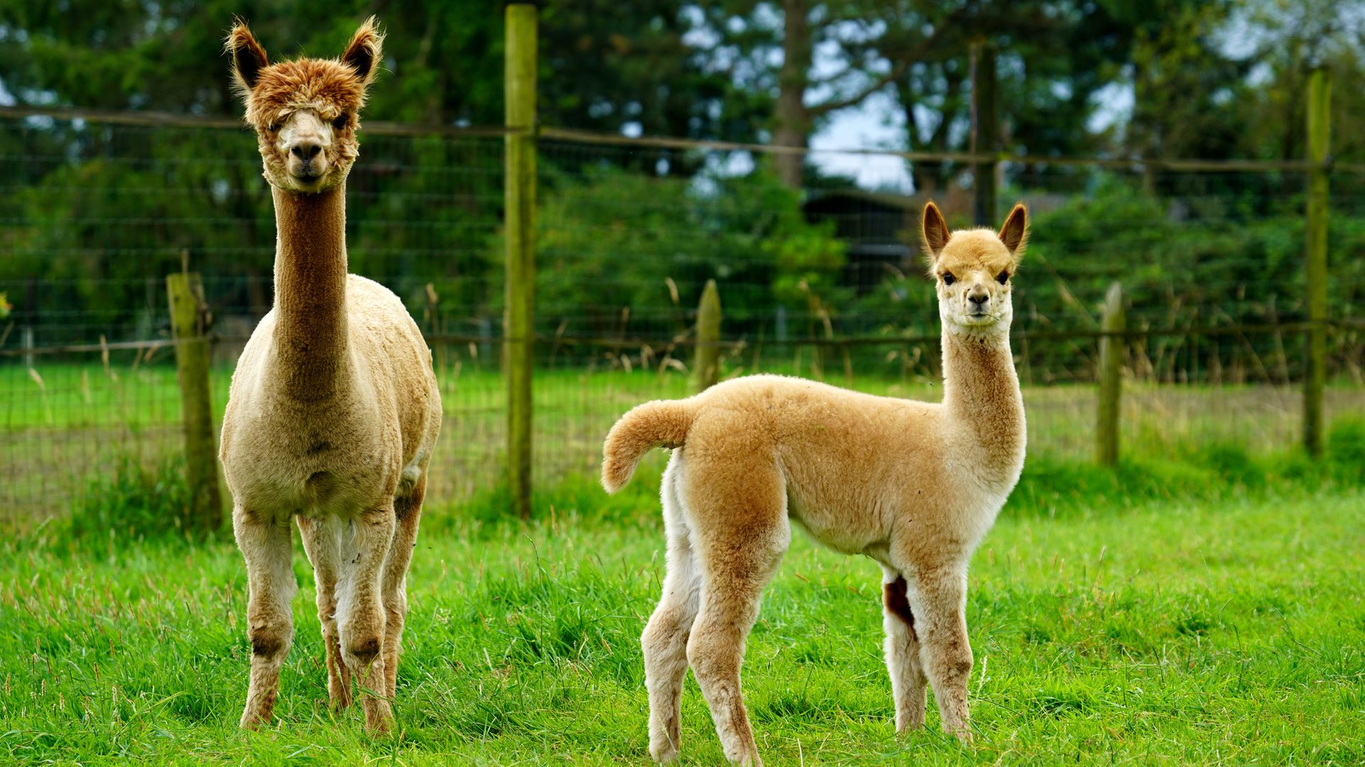 Alpacas shot dead and sheep ‘massacred by dogs’