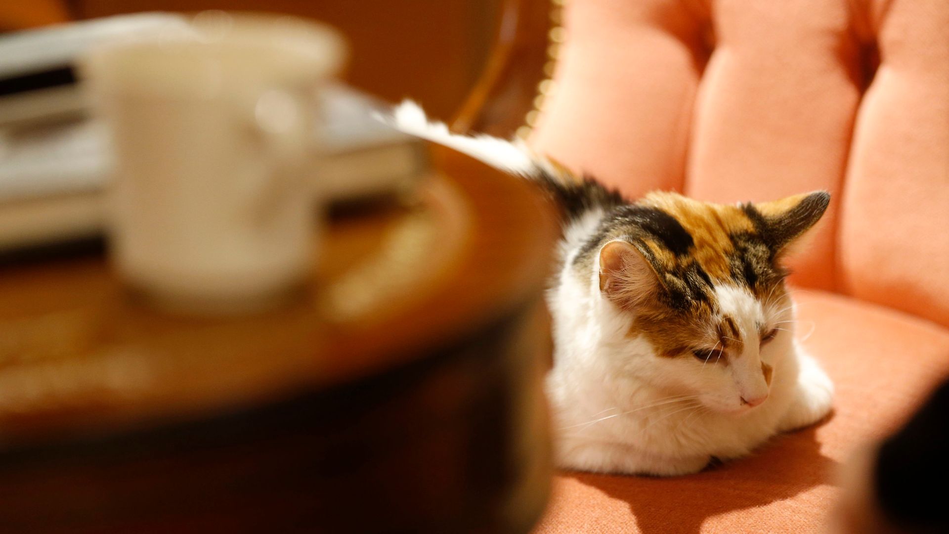 Cat cafes should be ‘phased out’, RSPCA warns