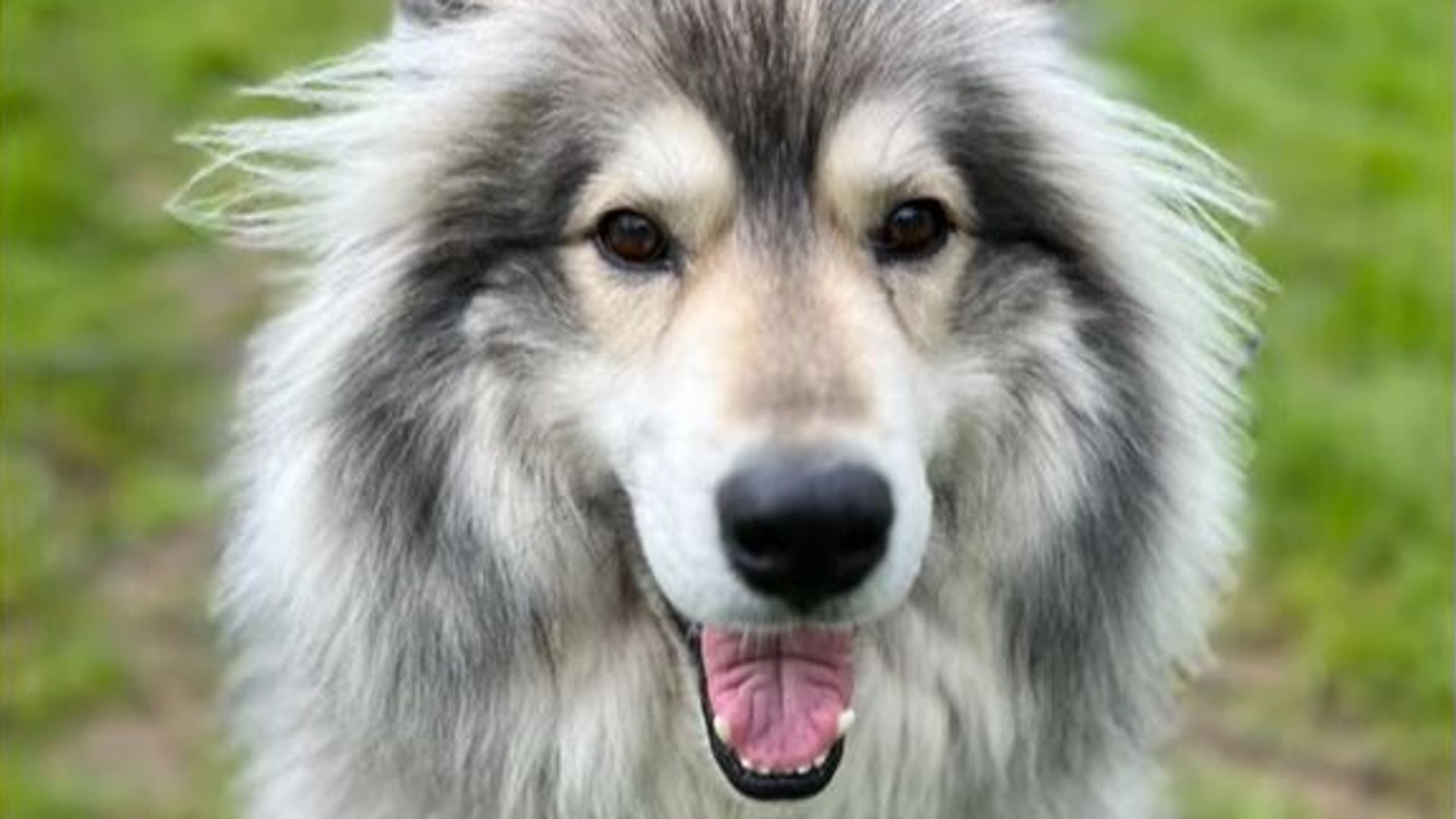 More than 23,000 dogs stolen in last 10 years