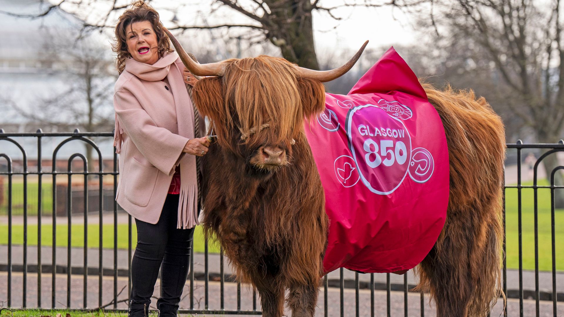 Comedian grazes cows on Glasgow Green to mark receiving city’s highest honour