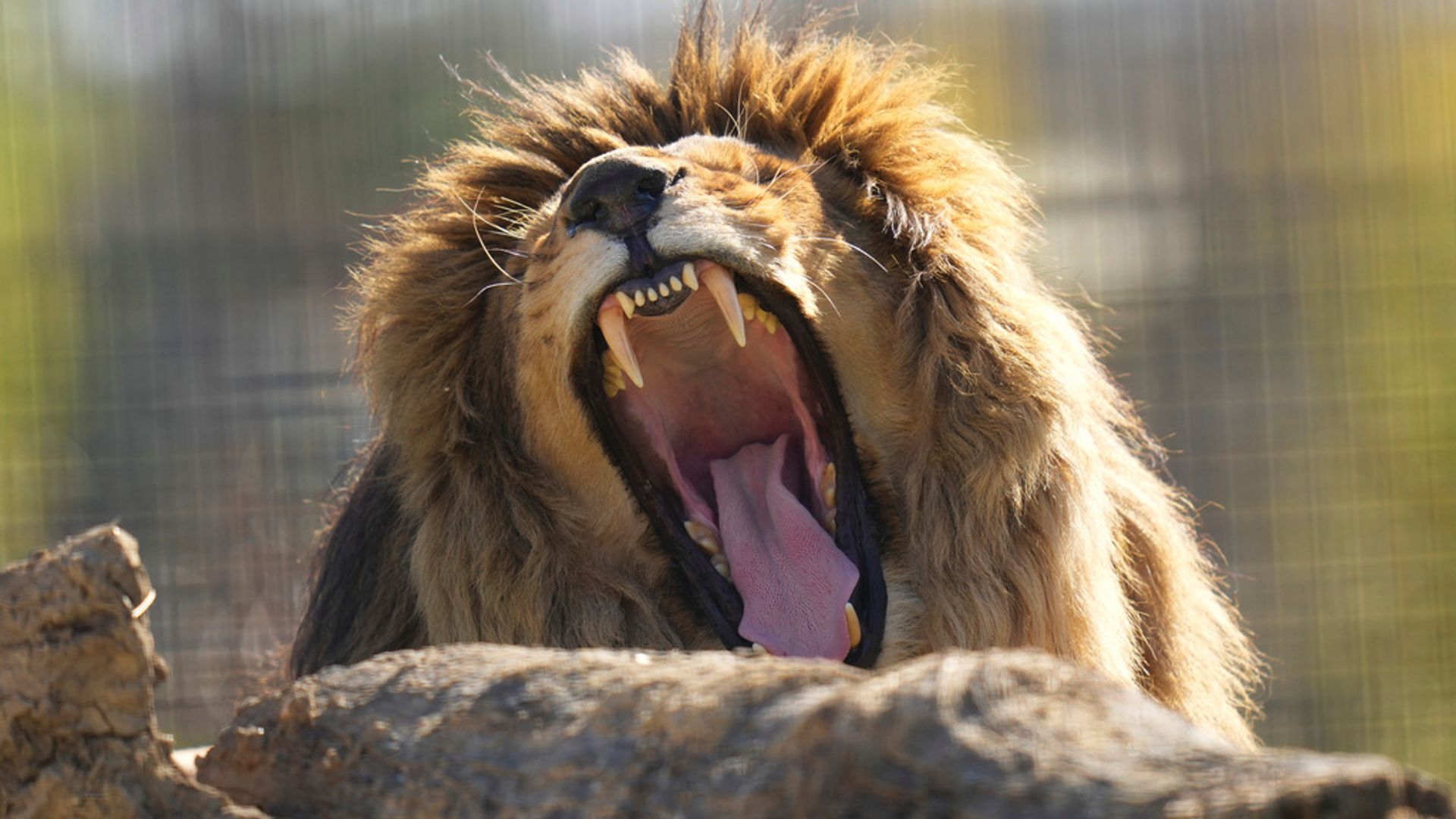 Five lions rescued from Ukraine are welcomed to new ‘forever home’ in UK