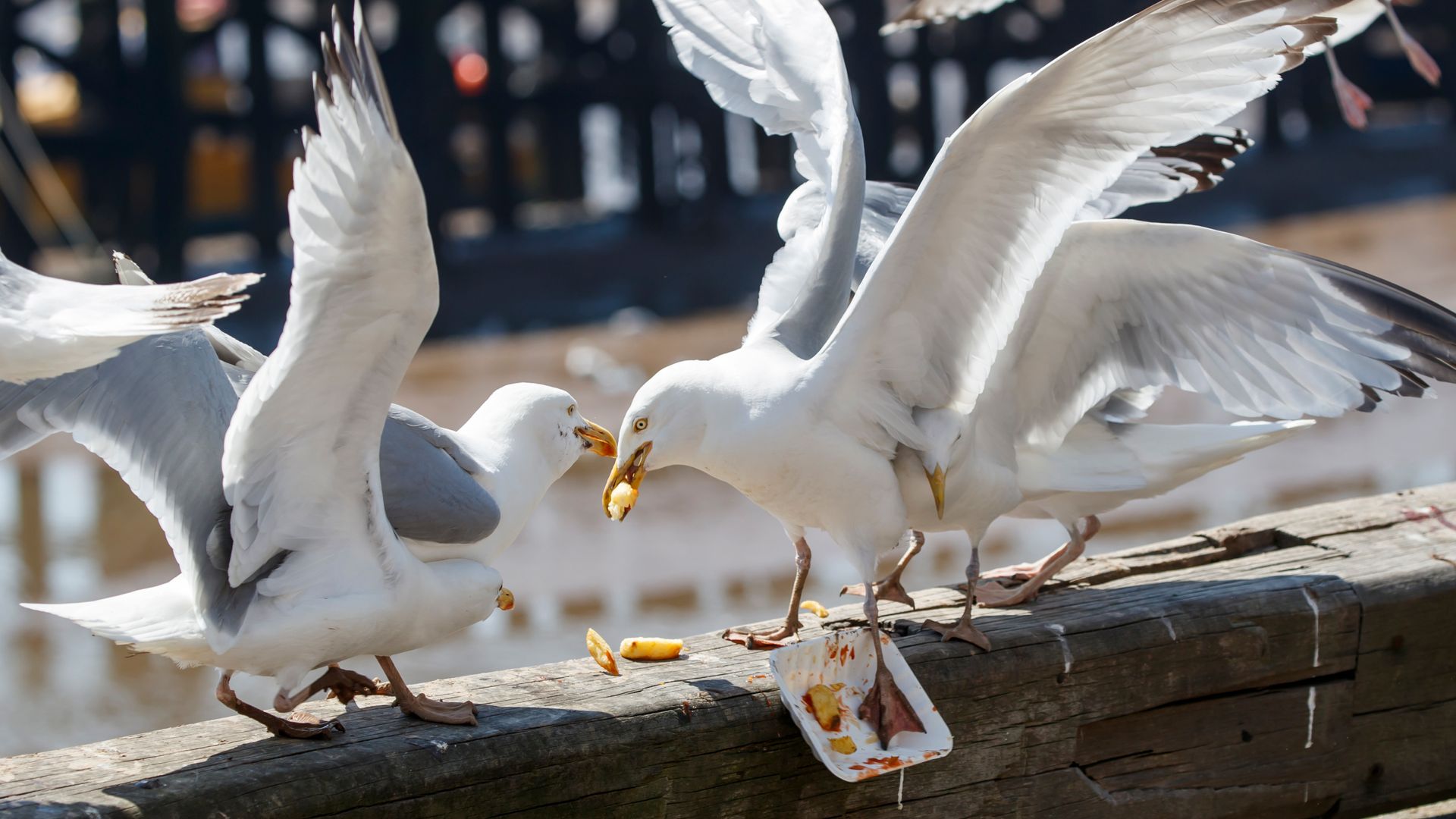 Elderly woman ‘broke leg in seagull attack and was targeted again on return from hospital’