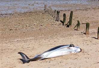 ‘Very sad sight’ as dead dolphin found on Kent beach