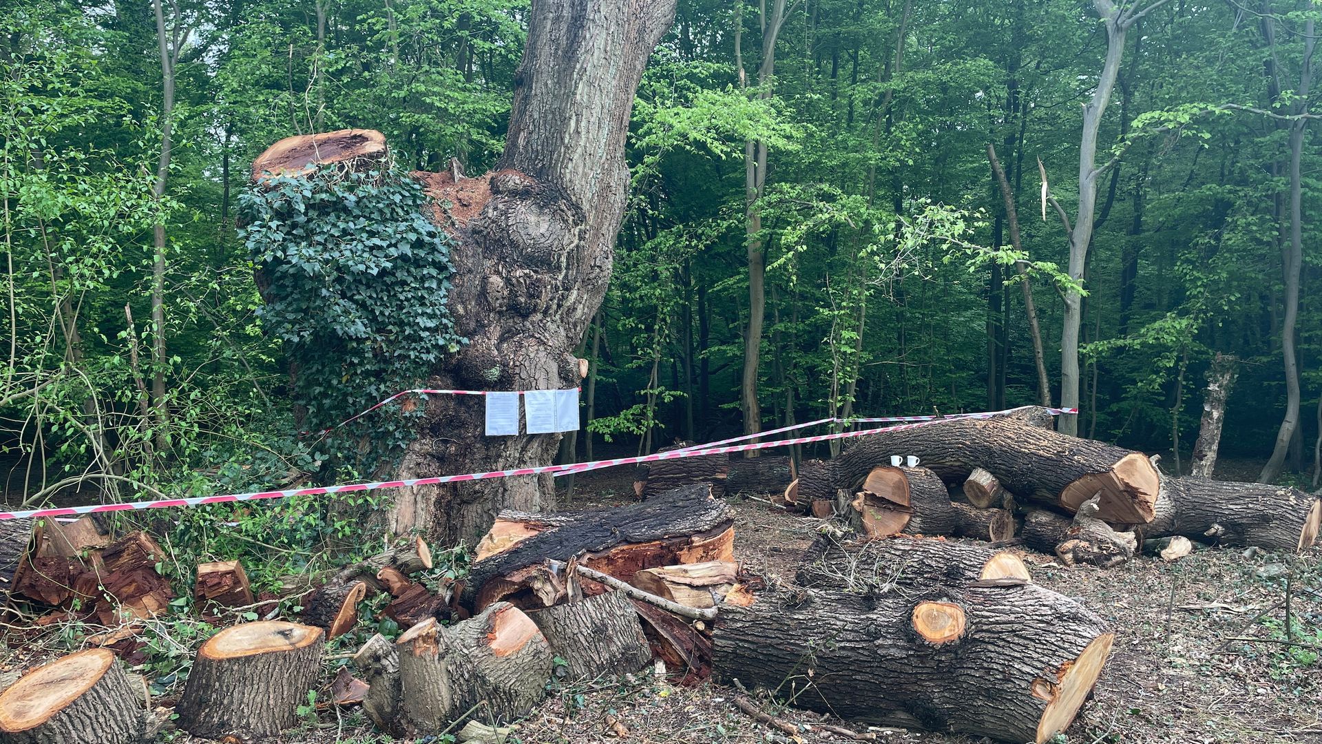 ‘Outraged’ council leader seeking legal advice over Toby Carvery tree felling