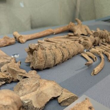 ‘Hic sunt leones!’ Bite marks found on skeleton prove gladiators fought big cats