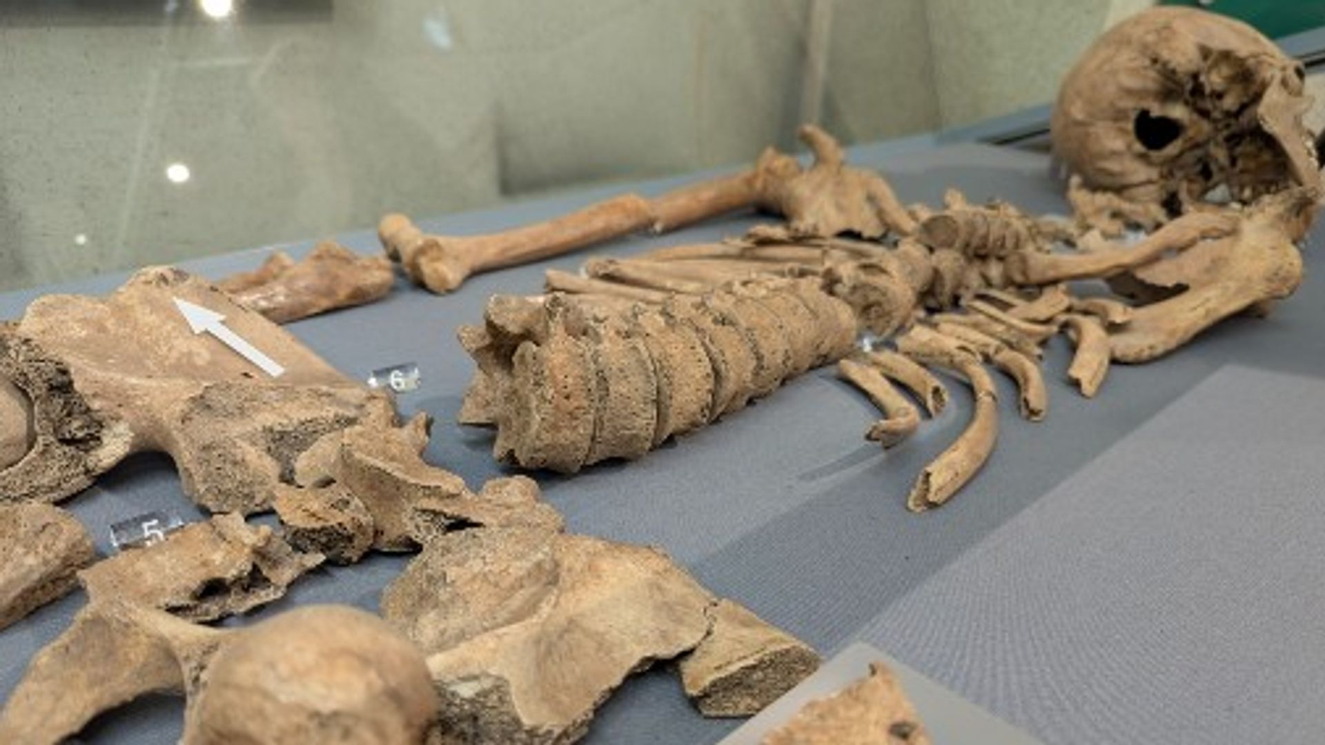 ‘Hic sunt leones!’ Bite marks found on skeleton prove gladiators fought big cats