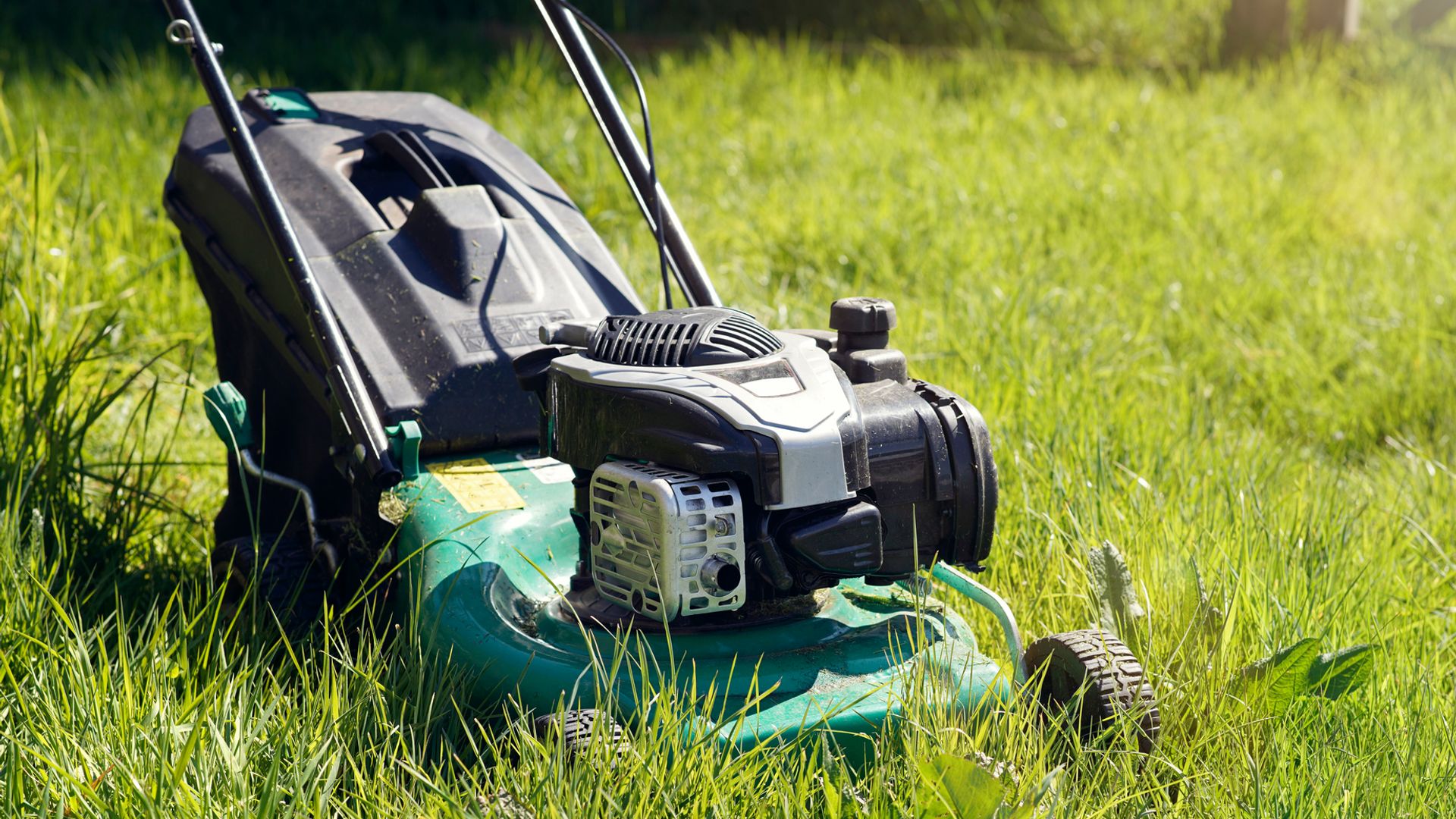 Britons urged to stop mowing lawns