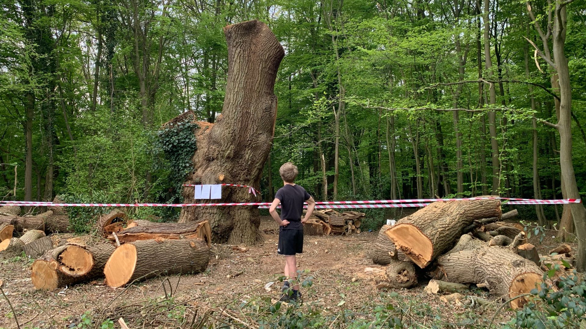 Police investigating felling of ancient oak tree in London park