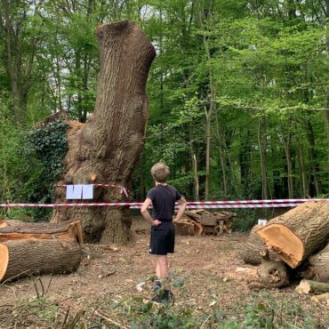 Toby Carvery boss apologises after centuries-old tree felled outside one of its restaurants
