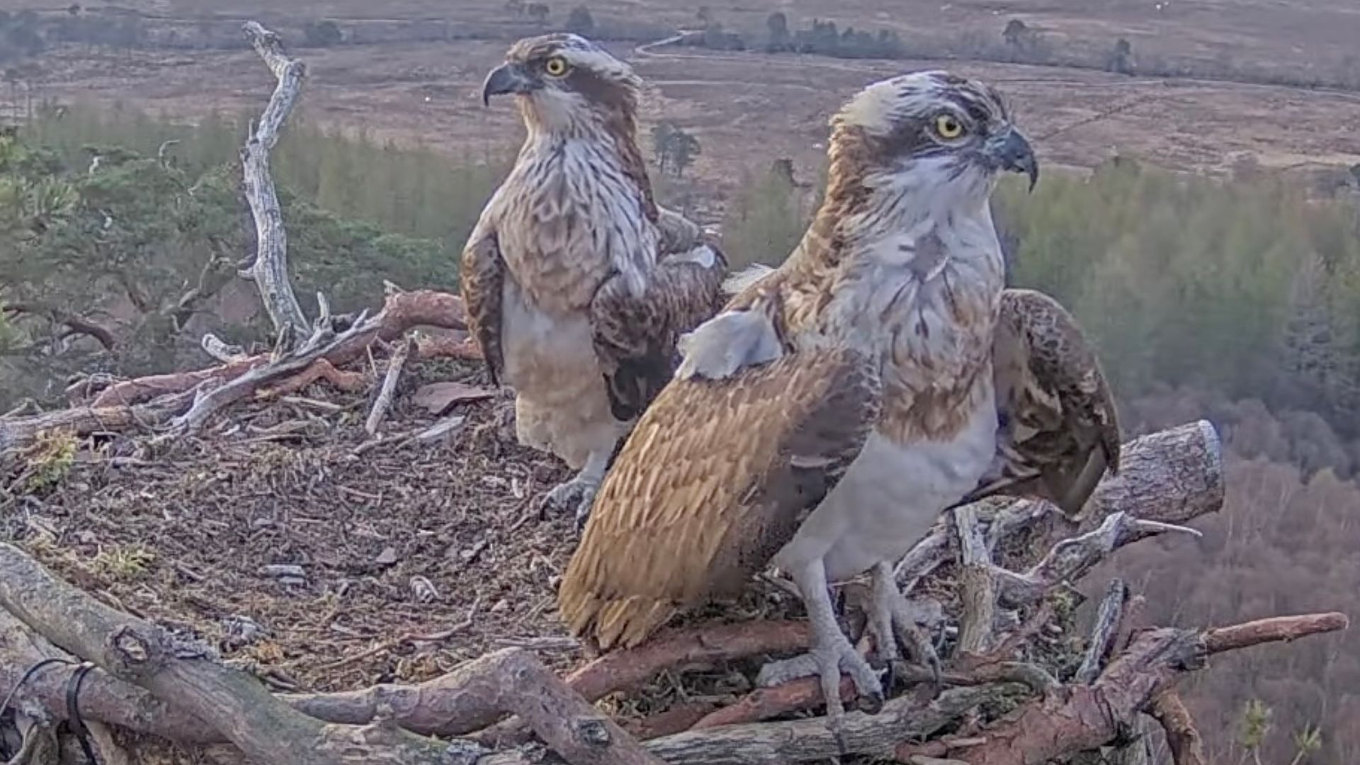 Lockdown star Louis the osprey returns to nest after illness