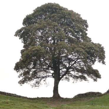 Footage of alleged moment Sycamore Gap tree was felled shown to jurors