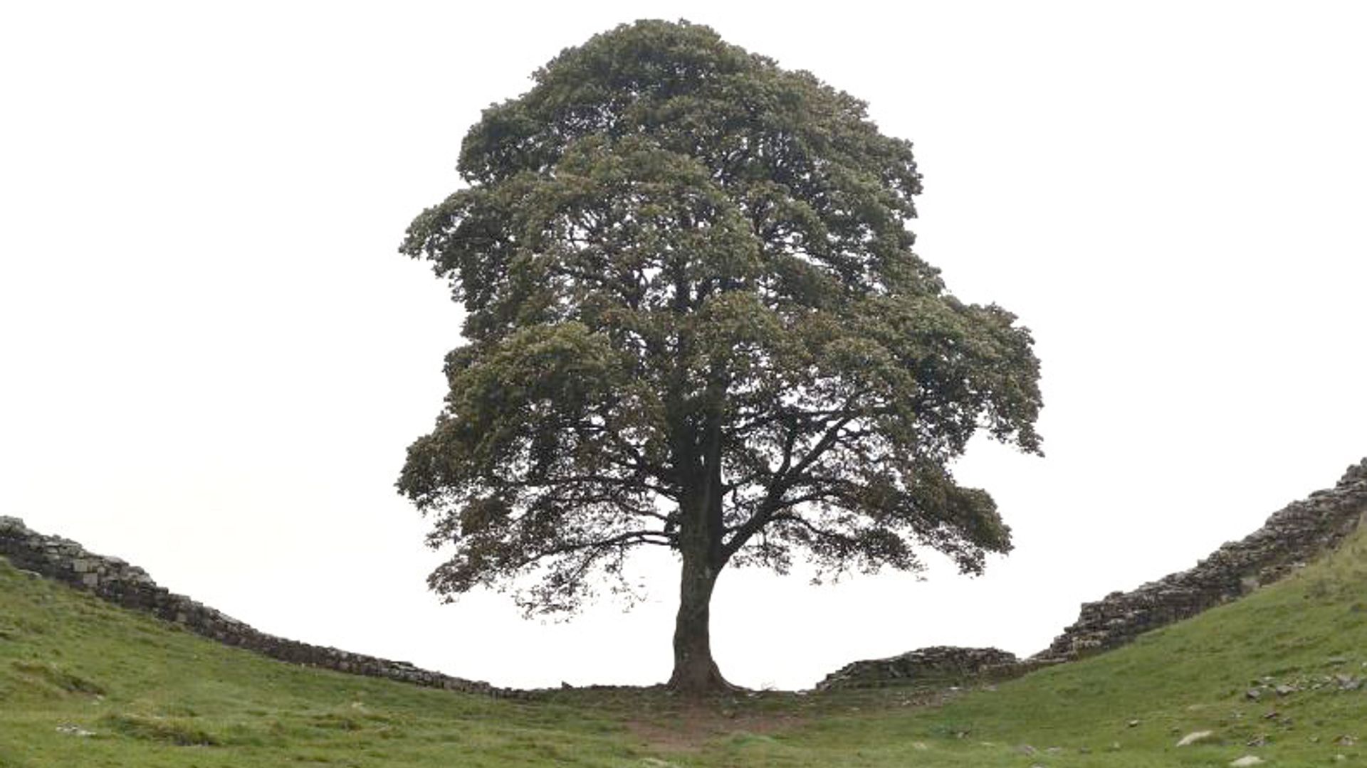 Footage of alleged moment Sycamore Gap tree was felled shown to jurors