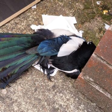 Magpie euthanised after getting stuck in illegal glue trap
