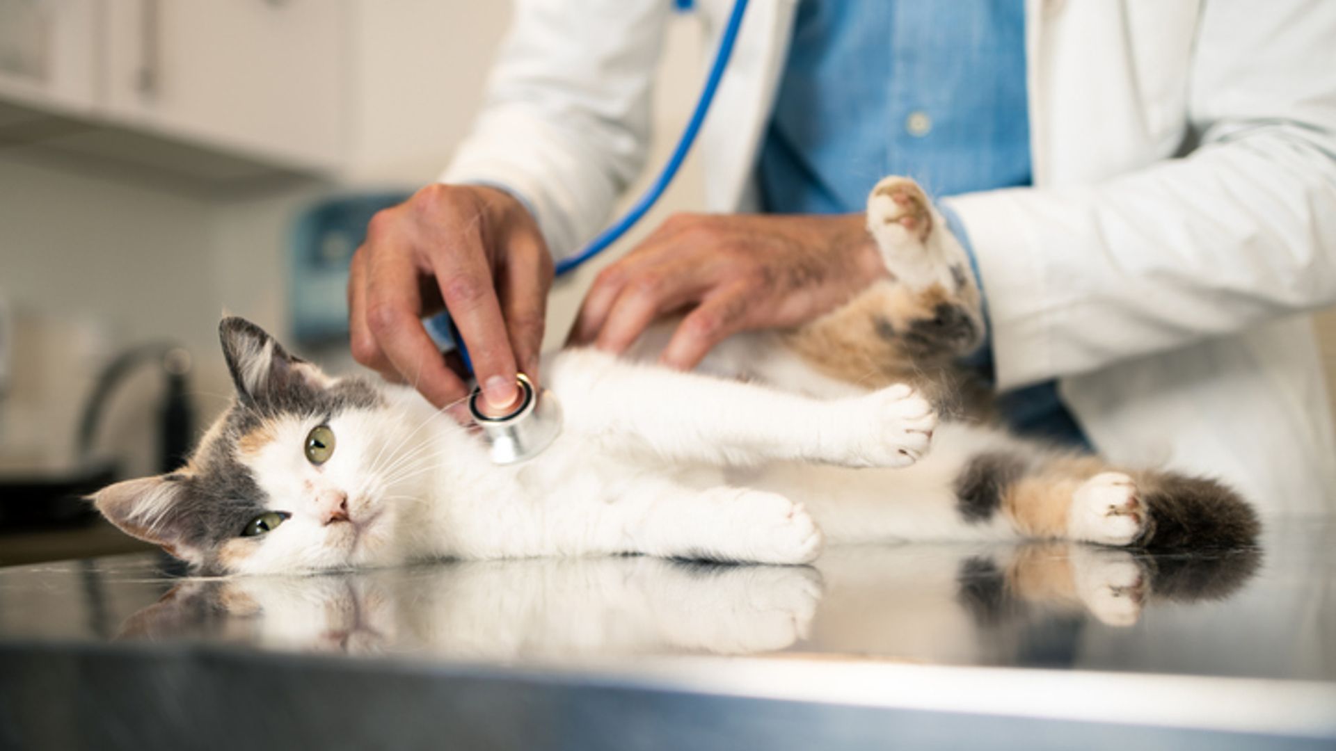 Vets could face price cap in competition probe