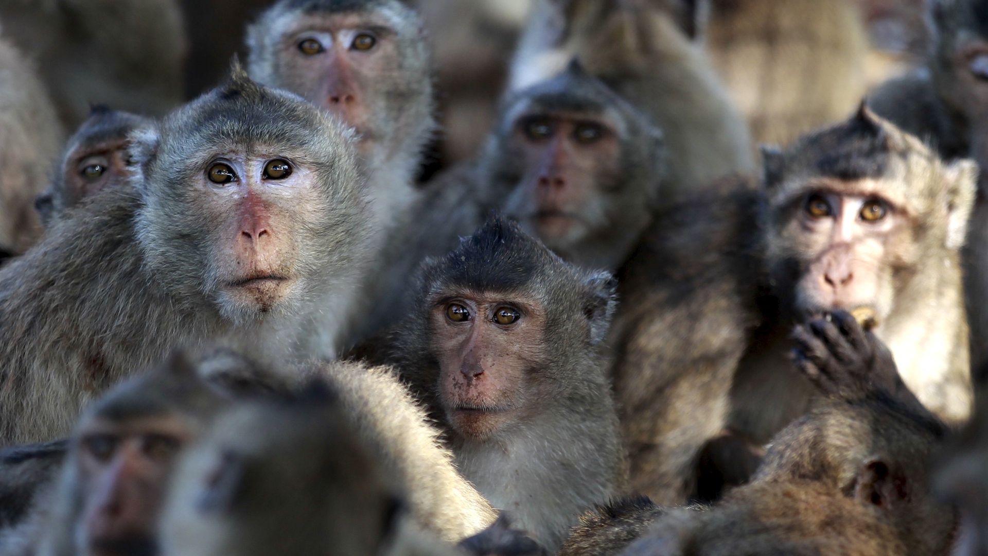 UK woman jailed for sharing ‘horrific’ monkey torture videos