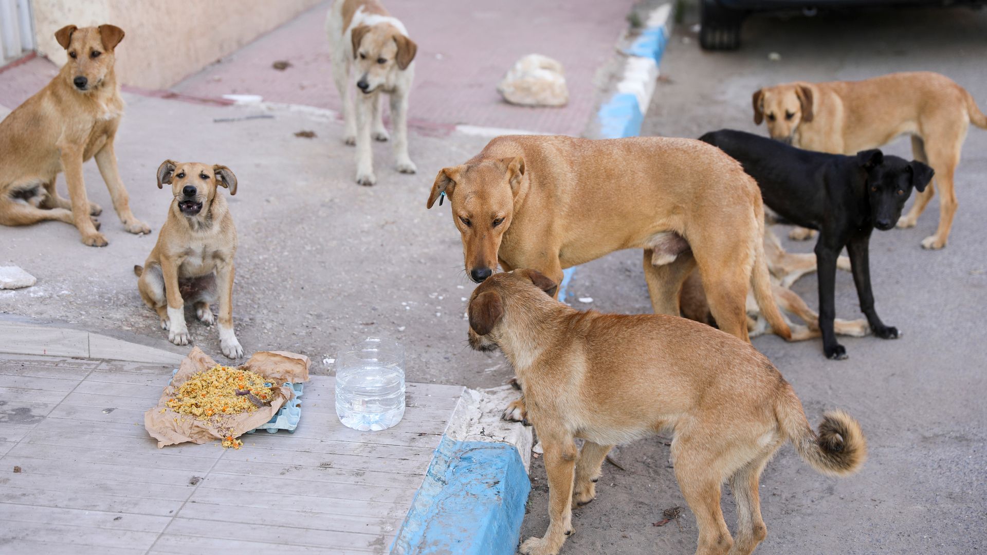Person dies in Yorkshire from rabies after contact with stray dog while on holiday