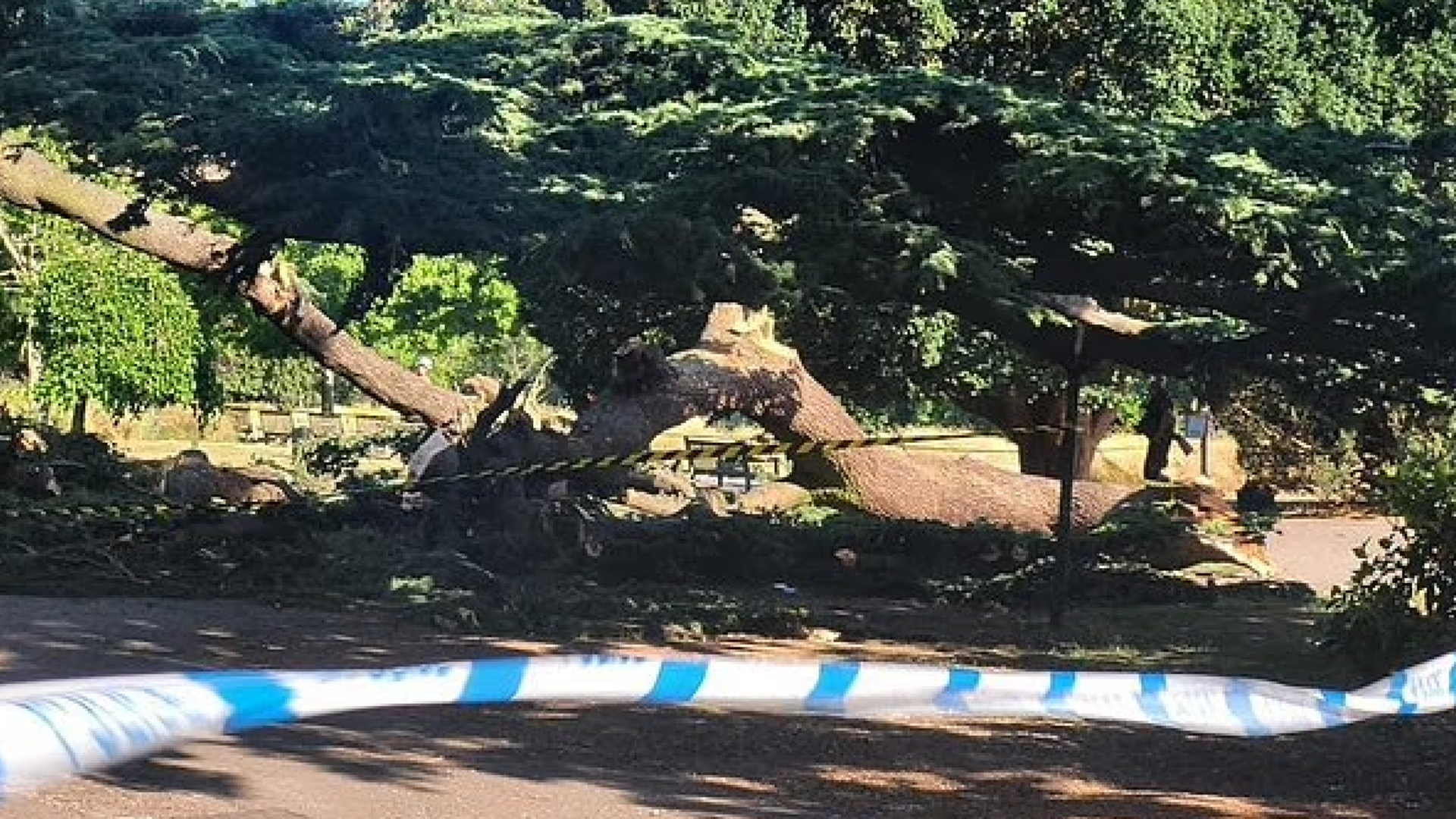 Girl, 7, dies after tree collapses at park in Southend