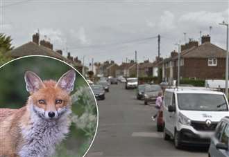 100 animals removed from property in police and RSPCA raid