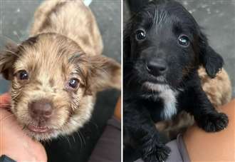Anger as three-month-old puppies abandoned in bucket as temperatures soar