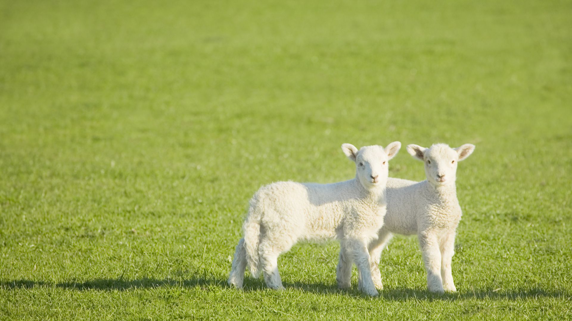 Farm visitors told not to hug lambs after disease outbreak