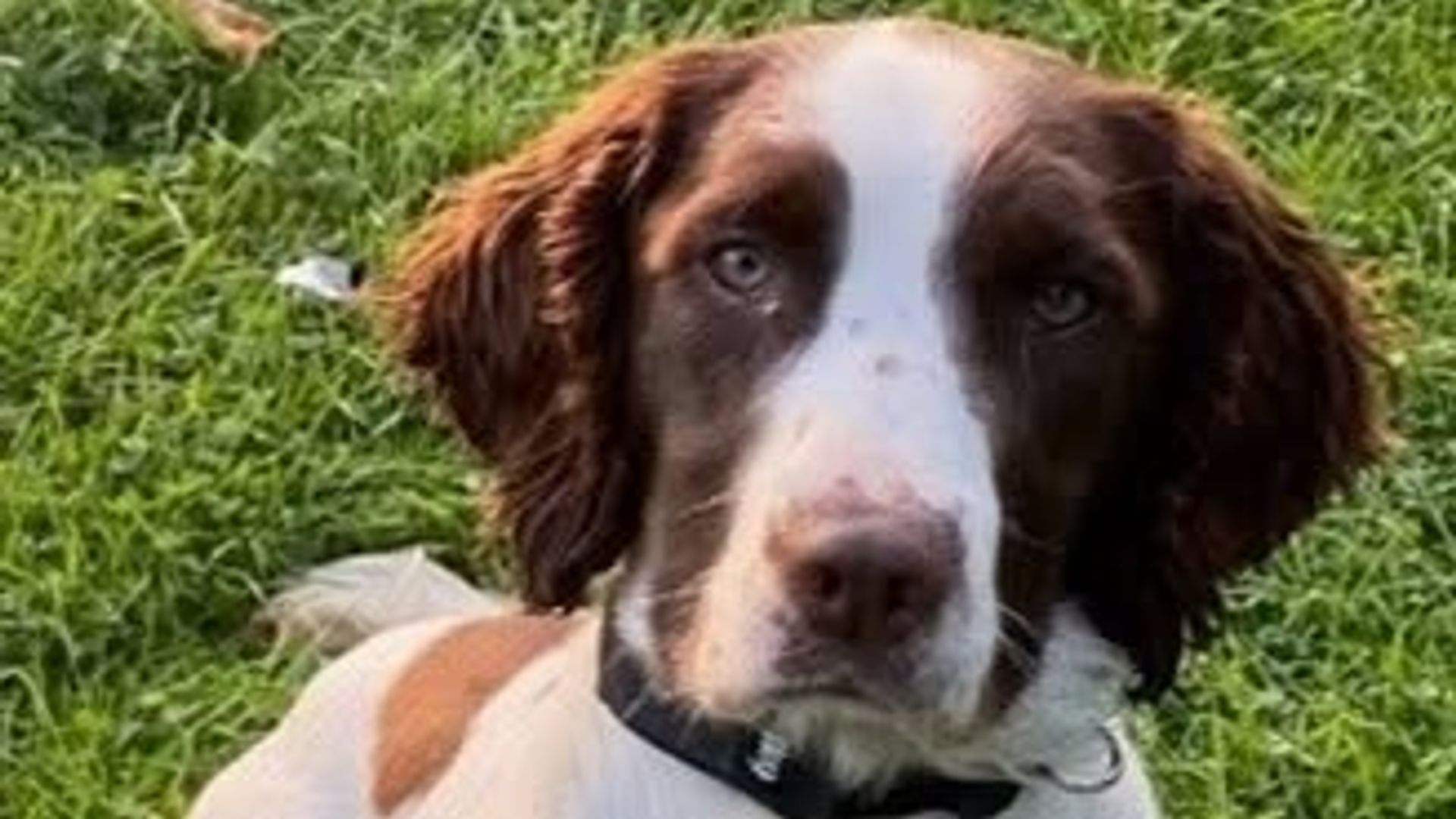 Police dog that took part in Queen Elizabeth II’s funeral dies after car crash