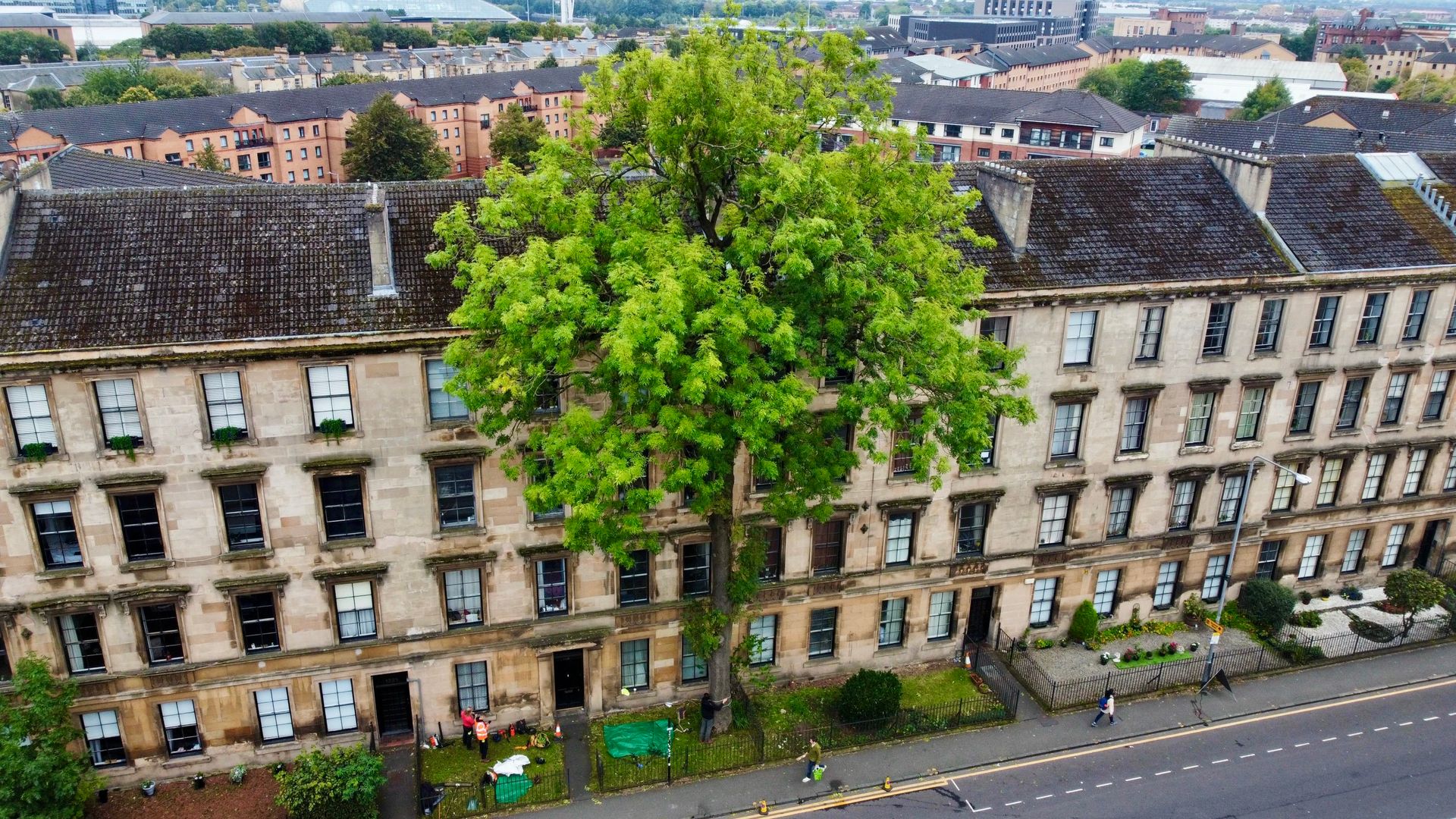 Wildcard entry wins Tree of the Year 2025