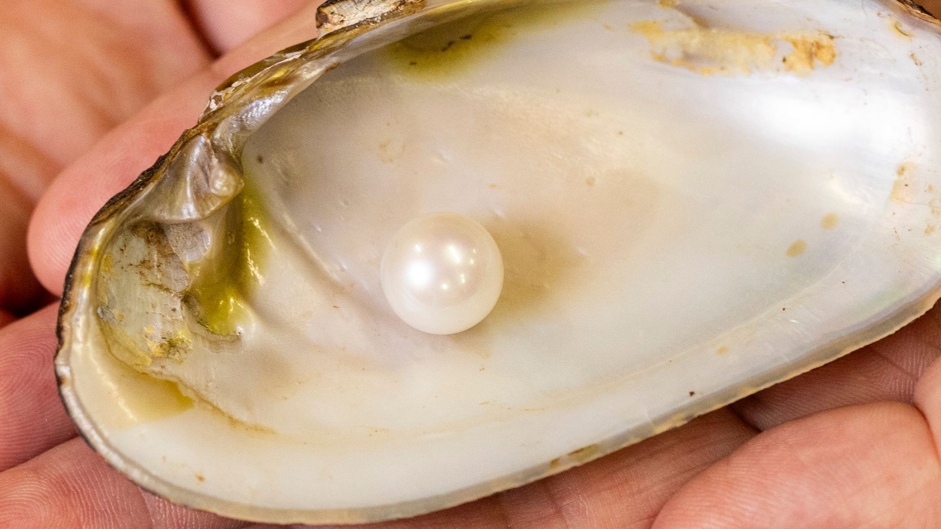 ‘One-of-a-kind’ Scottish pearl goes on display: Here’s why it’s ‘very, very special’