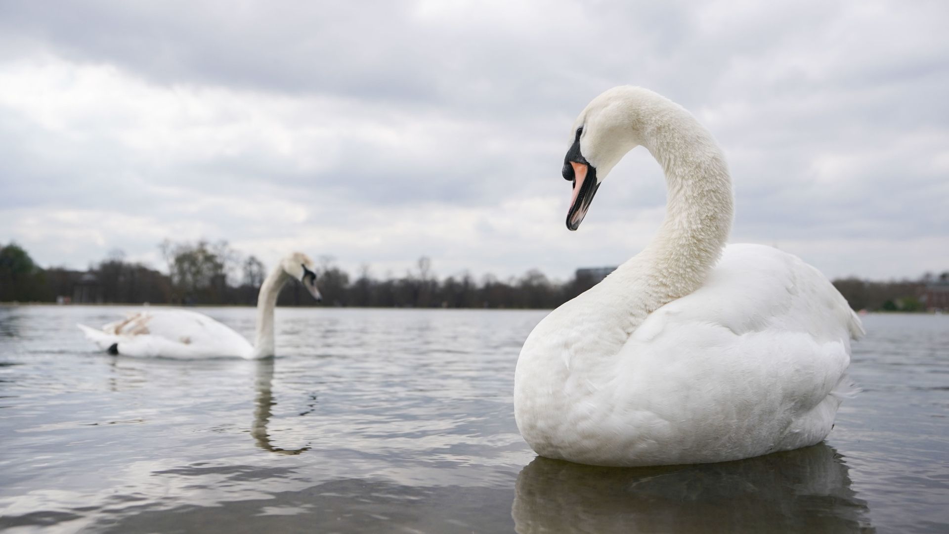 Royal Parks responds to Farage’s claim that swans are being eaten by migrants in UK