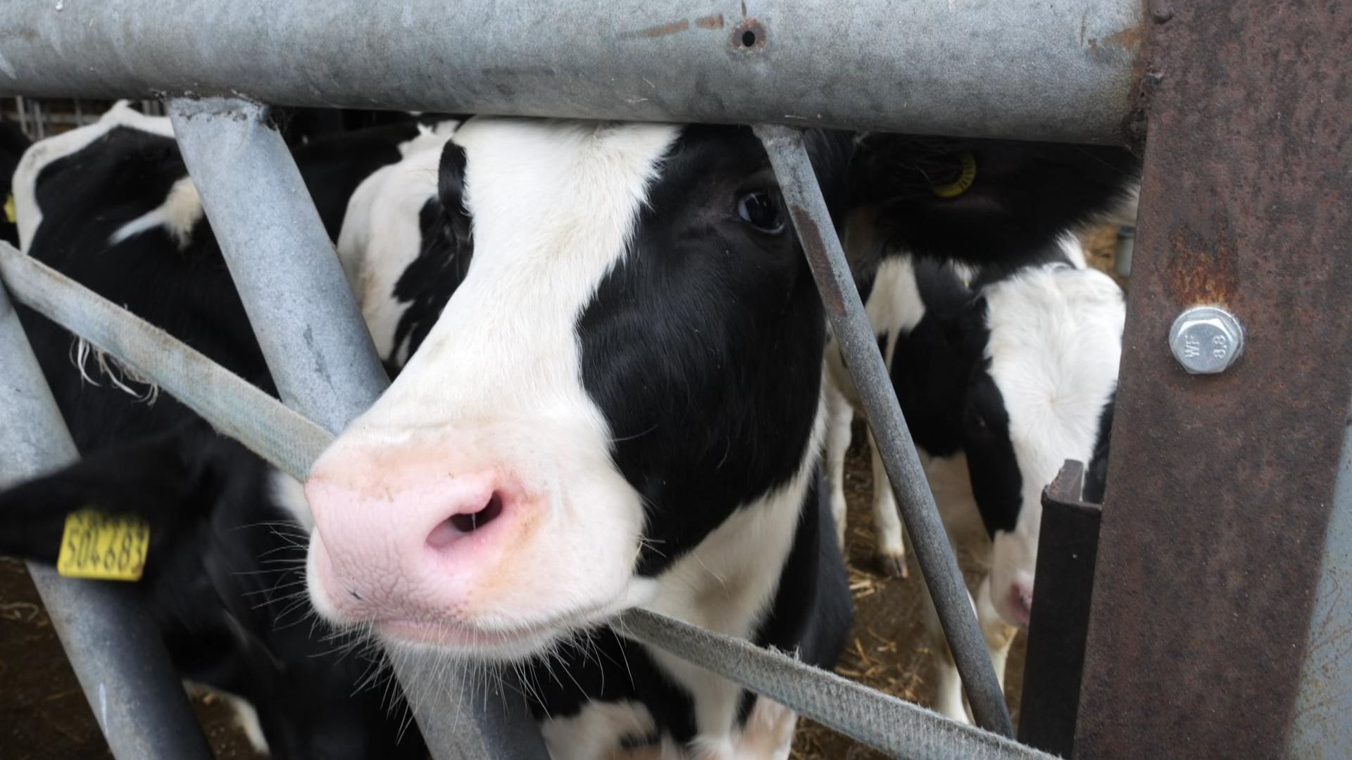 The groundbreaking breeding programme that’s reducing methane in cow burps