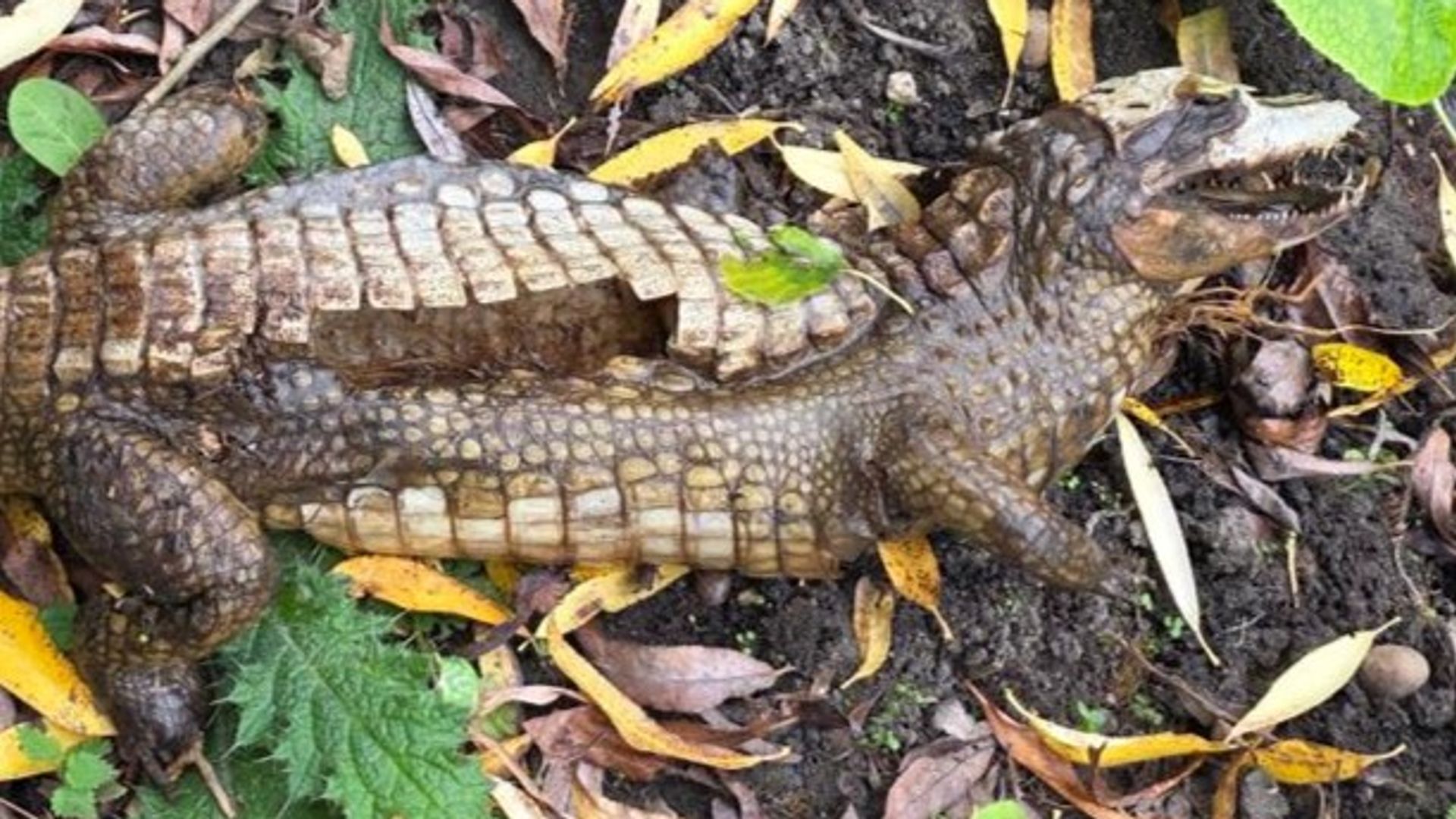 Derbyshire crocodile hunt turned out to be ‘more fluff than fear’