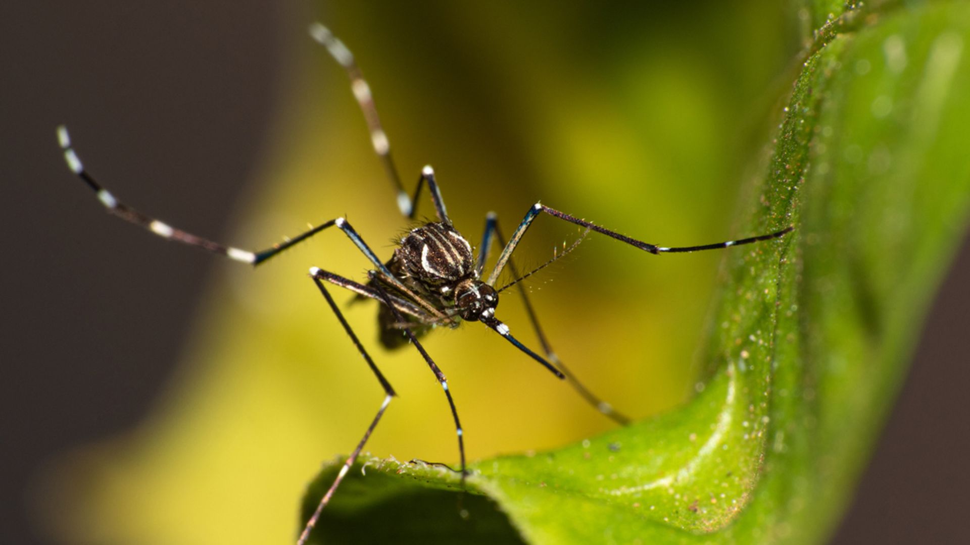 Two species of disease-carrying mosquitoes found in UK
