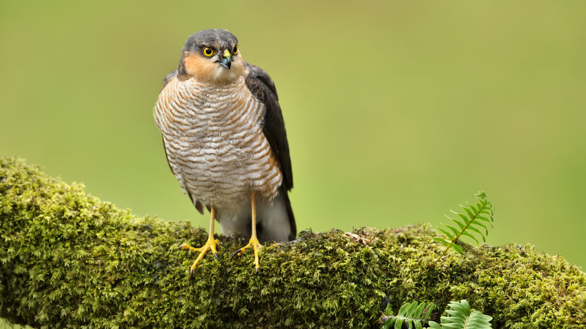 Bird of prey suffered ‘harrowing death’ after being poisoned