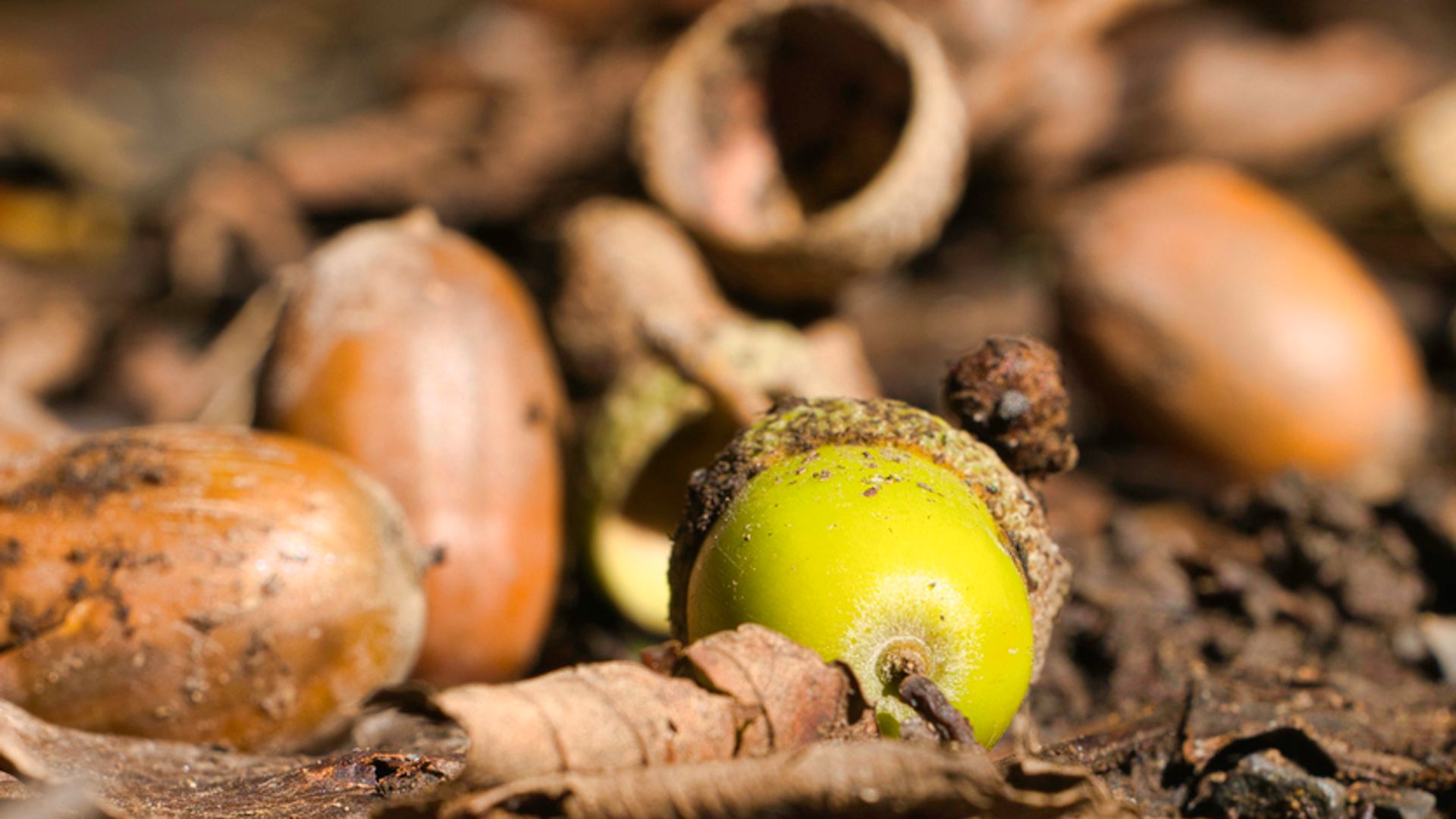 Goodbye ‘false autumn’, hello ‘mast year’ – here’s what it means
