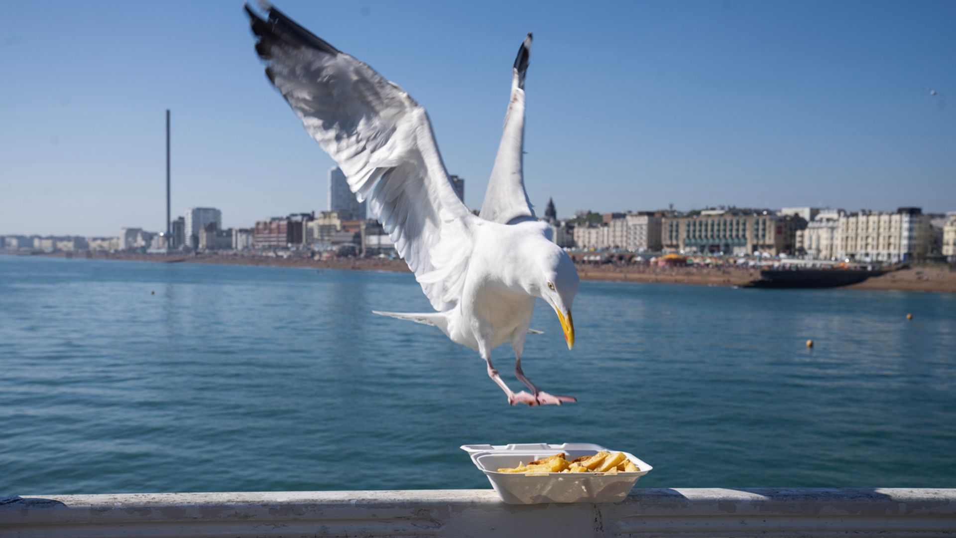 Shout at seagulls to stop them taking your food, research suggests