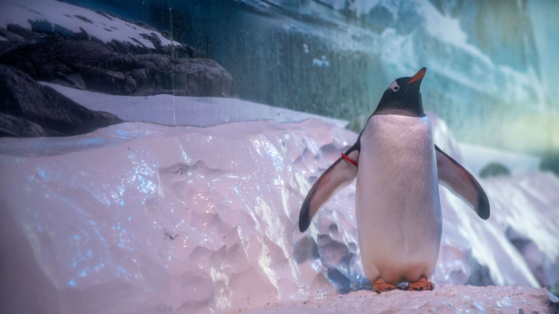 Keeping penguins ‘trapped in a basement’ in central London is ‘un-British’, MPs warn