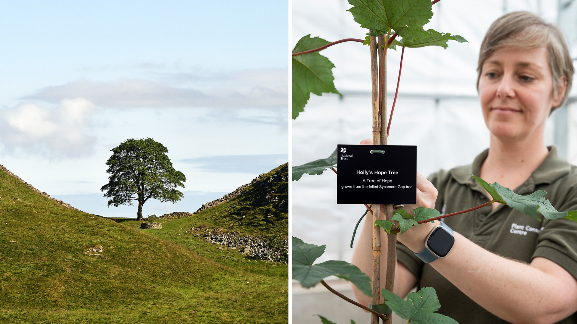 First saplings planted from felled Sycamore Gap tree