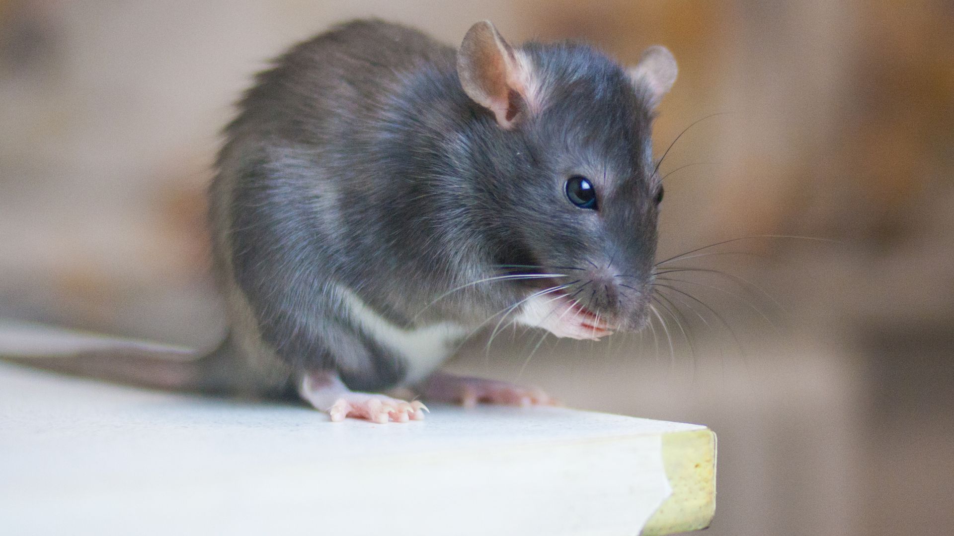 Pest controller reveals first sign you have an infestation – and the one job he’ll ‘never forget’