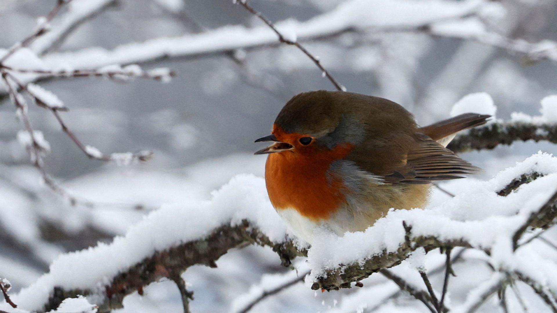 Snow possible in parts of UK today as temperatures plummet