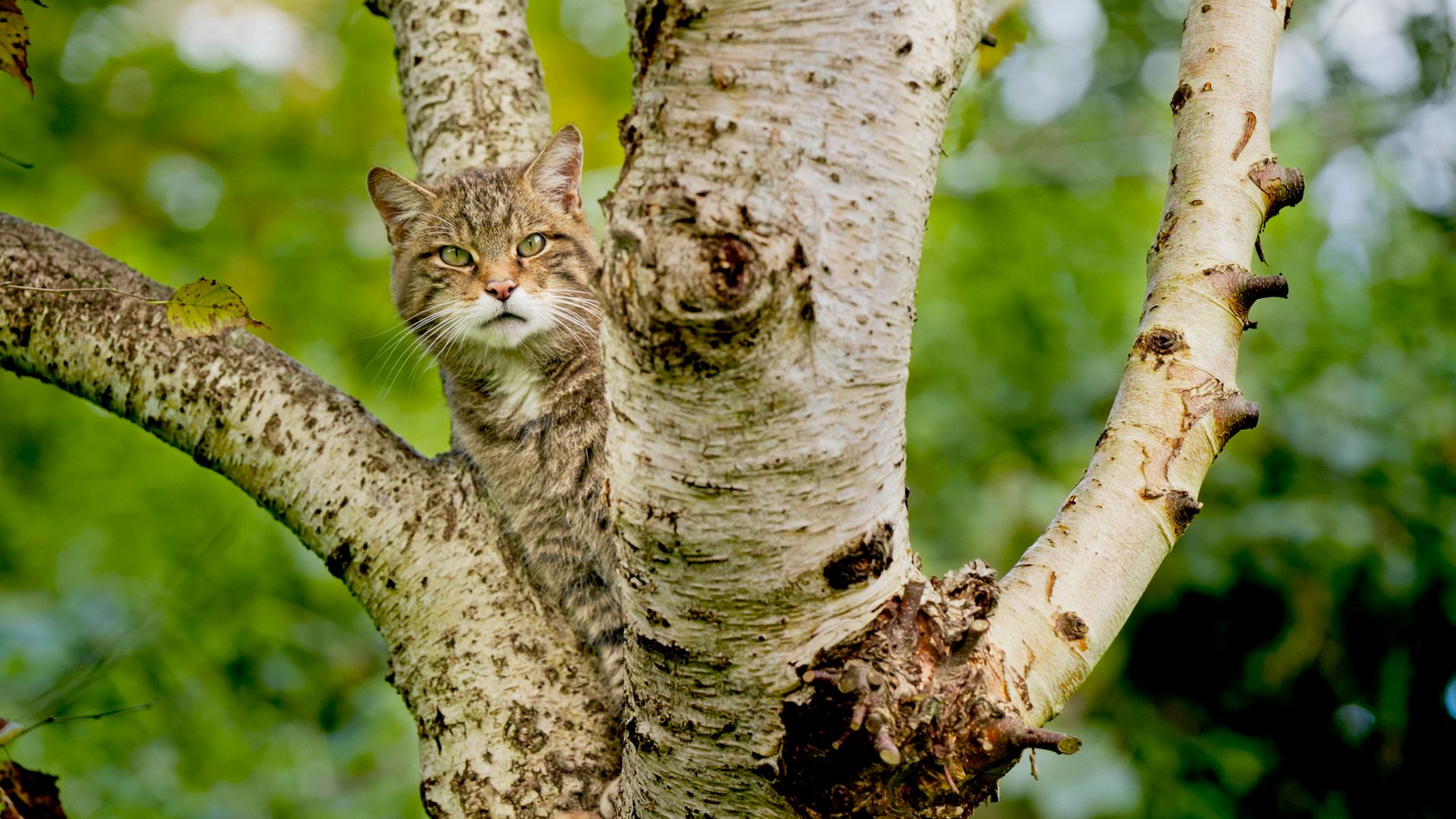 A population of wildcats could be reintroduced in England