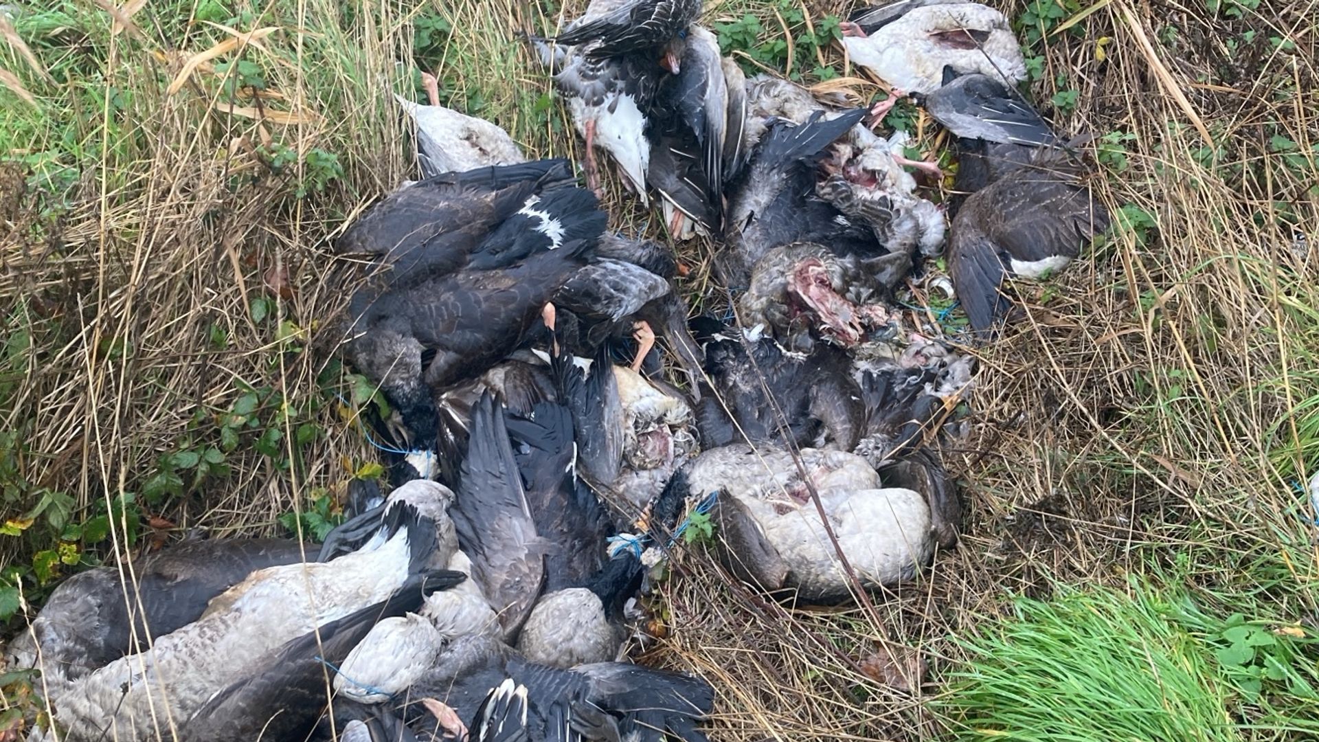 Unsafe meat warning after 70 butchered geese are dumped by the  roadside