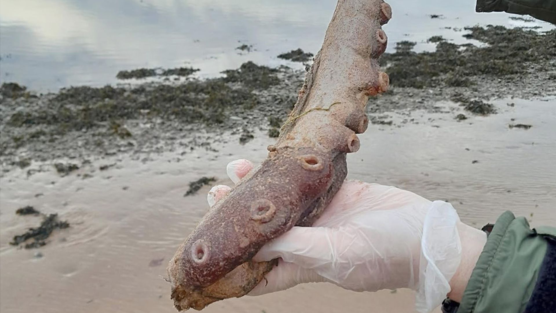 Mystery solved after ‘tentacles’ wash up on Scottish beach
