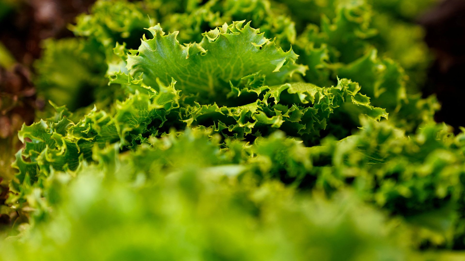 UK lettuce in pre-packed sandwiches was likely cause of fatal E.coli outbreak