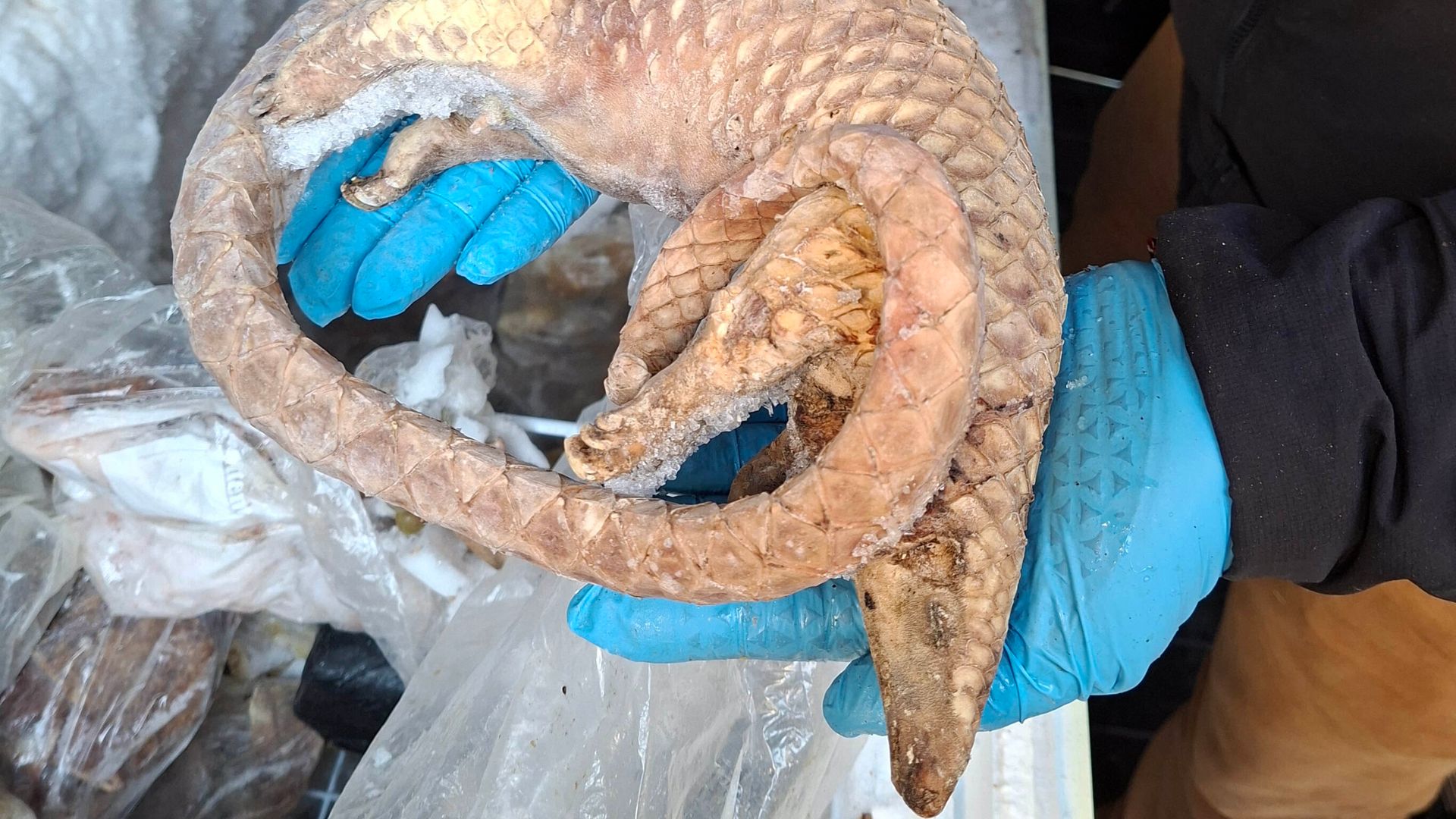 Man arrested after frozen pangolins, rats and porcupines seized in London