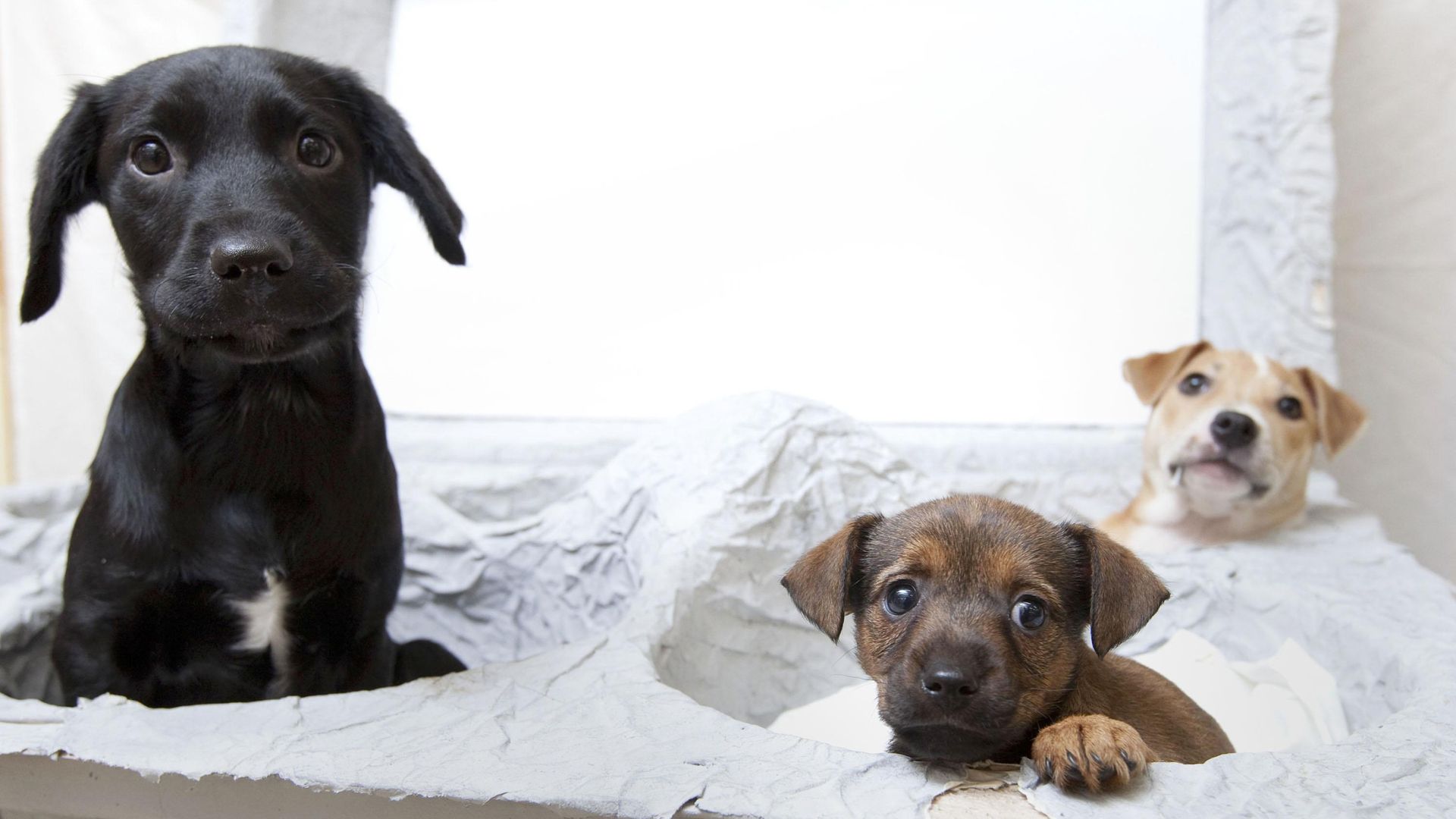 Puppy farming, snare traps and trail hunting to be banned, under new reforms