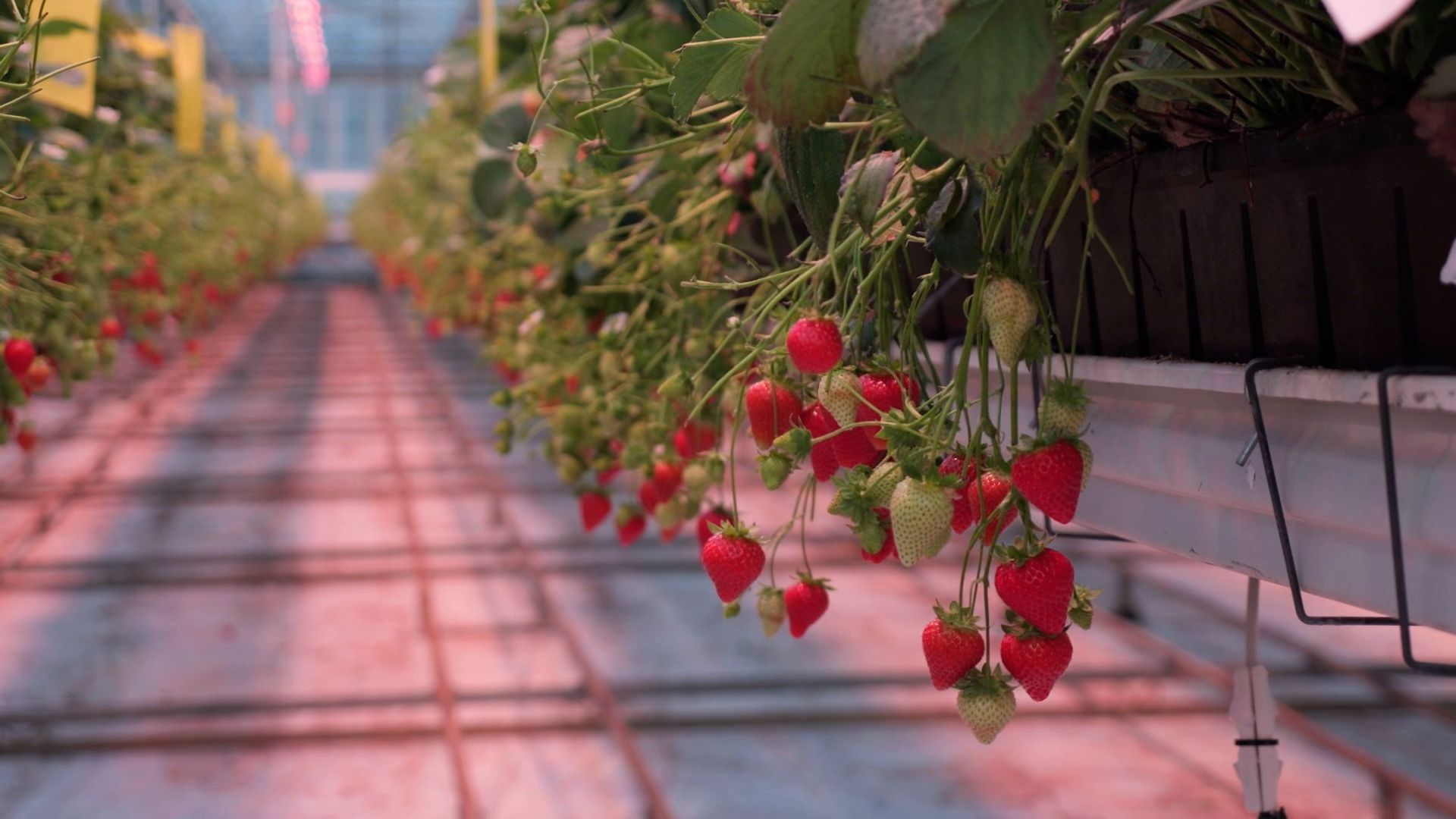 A berry good idea? The West Sussex farm growing strawberries in December