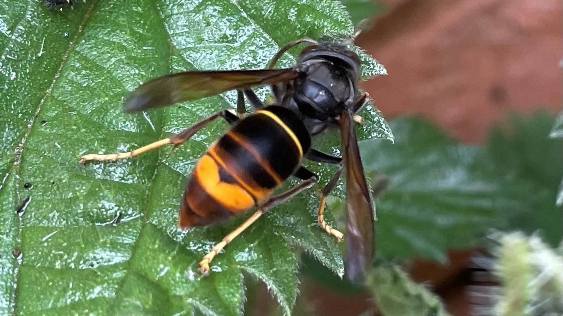 Warning issued over Asian hornets’ nest discovery in UK