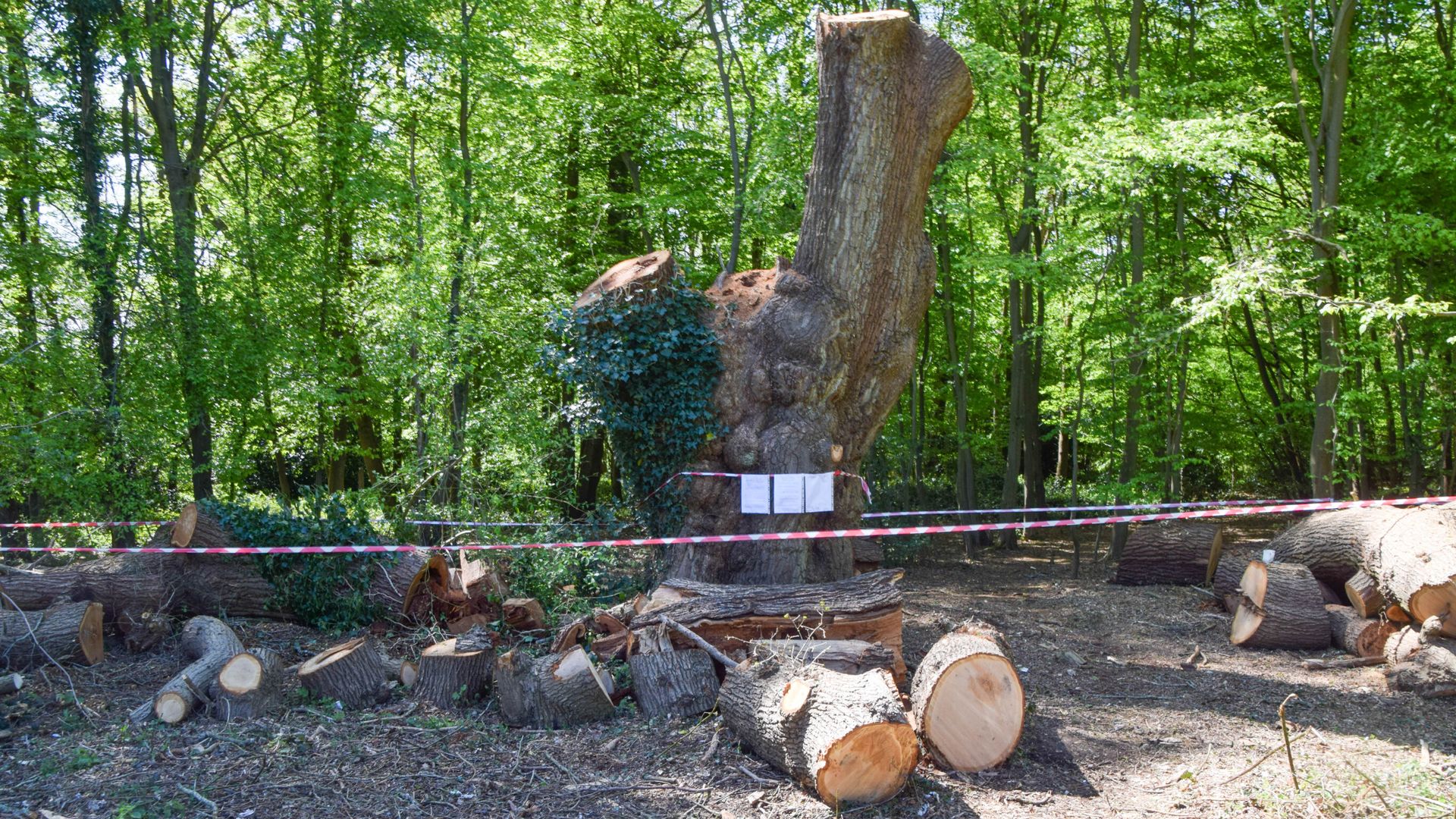 Toby Carvery restaurant facing eviction over felling of ancient oak tree
