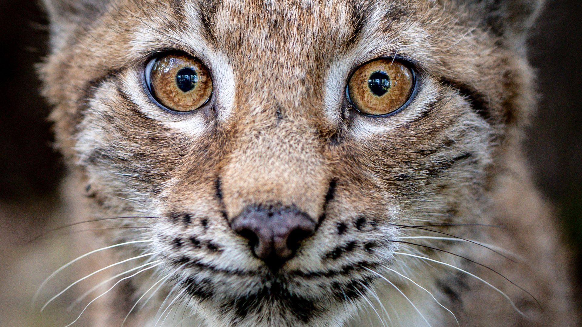 Public views sought on potential reintroduction of lynx to Scotland