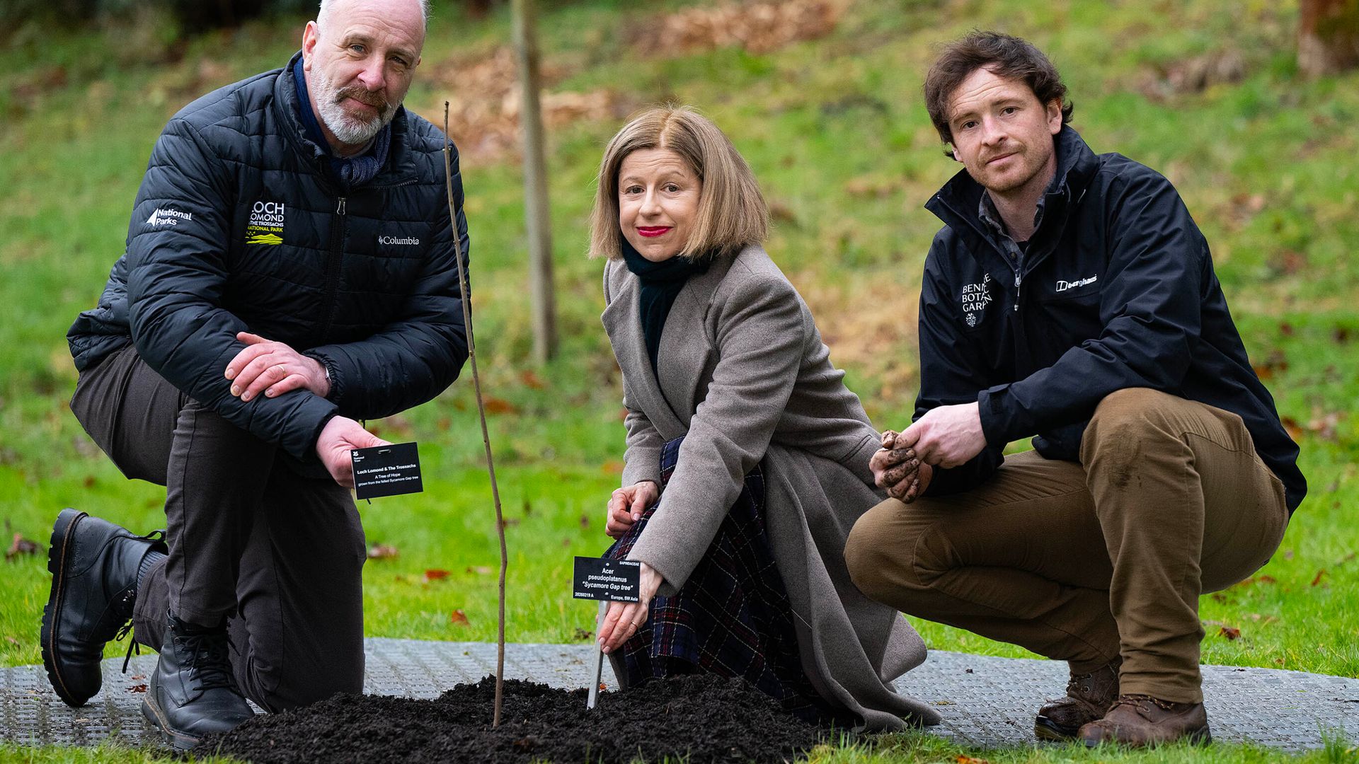 Sycamore Gap tree sapling planted in national park